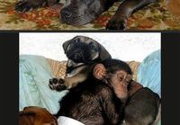 Koira adoptoi simpanssin