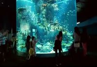 S.E.A aquarium Singapore