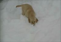 Koiranpennut leikkii lumessa