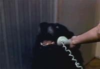 Hello, yes this is dog