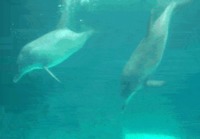 Delfiini tekemässä vaikutusta naaraaseen