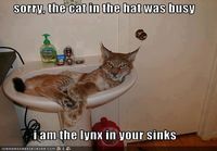 Lynx in a sink