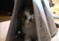 Kissa ja sanomalehti