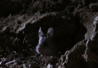 Necromancer mouse