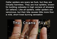 Spiderbro faktoja