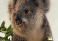 Koala vinkkaa silmää