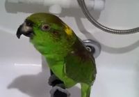 Papukaija laulaa venäjäksi suihkussa