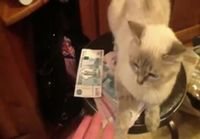 Kissa vahtii rahoja
