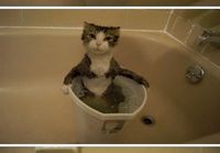 Kissa kylvyssä