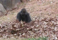 iloinen gorilla