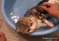 Kissa lämpöisessä kylvyssä