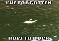 Forgot how to duck