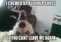 Overly attached dog