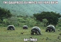 Galapagoksen 100 Jaardin juoksu