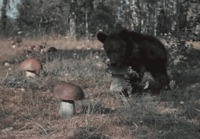 Karhu nappaa sienen