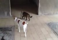 Kissa kävelyttää koiraa