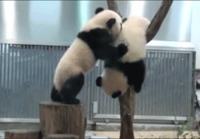 Panda auttaa toista