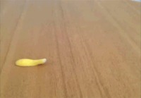Pullonokka-banaanien majesteettinen uinti