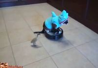 Kissa haipuvussa jahtaamassa ankanpoikasta robotti-imurilla ratsastaen