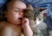 Kissa halii vauvaa