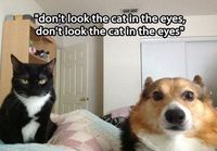 Don´t look the cat cat in the eye