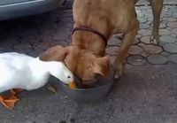 Ankka ja koira syömässä