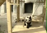 Pandanpennut liukumäessä