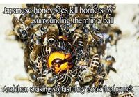Japanese honeybees