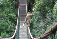 Apina sillalla