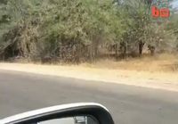 Antiloopit pakenee gepardia