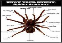 Spider anatomy