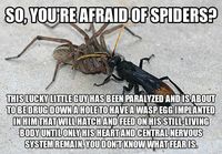 Afraid of spiders?