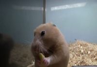Hamsteri syö maissia