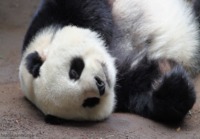 Panda näkee unia