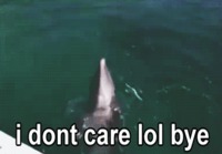 Delfiiniä ei kiinnosta