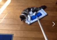siivoamista kissojen kanssa