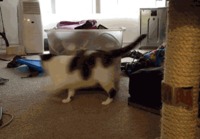Kissa leikittää itseään