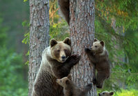 Karhujen kiipeilytunti