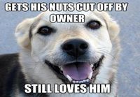 Good guy dog