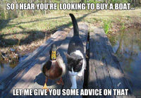 Ankka neuvoo kissaa veneen ostamisessa