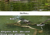 Kilpikonna ja alligaattori 2