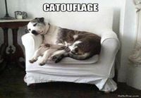 Catouflage
