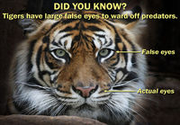 Tiikerien silmät