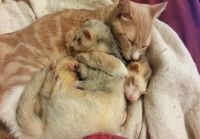 Kissa pesee nukkuvia frettejä