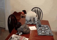 Kissa maistaa isännän kupista