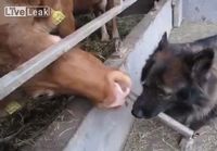 Koira saa lehmältä pesut