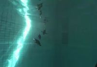 Robottipingviinit uiskentelee