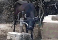 Lehmä juomassa