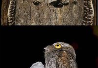 Potoo bird