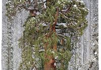 3200-vuotias puu